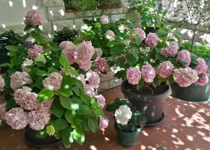 Апартаменты Eli